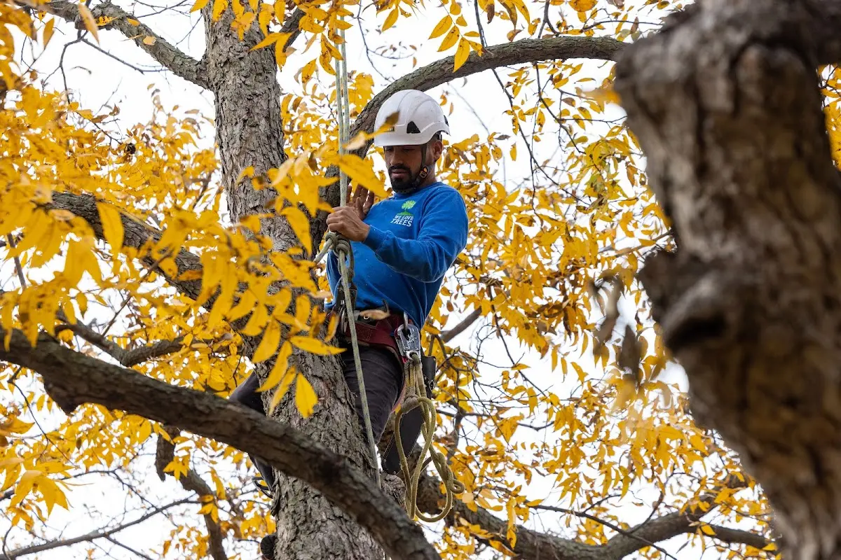 Skilled Tree Trimming crew working in Midland